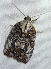 Etanna clopaea