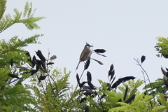 Pycnonotus jocosus pattani