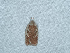 Euchaetis rhizobola