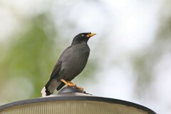 Acridotheres javanicus