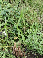 Sagittaria trifolia