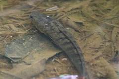 Channa striata