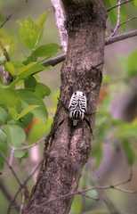 Goliathus albosignatus