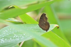 Junonia hedonia