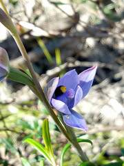 Thelymitra malvina