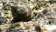 Phorcus turbinatus