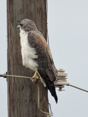 Geranoaetus albicaudatus