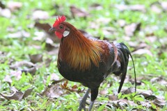 Gallus gallus