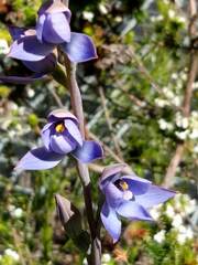 Thelymitra malvina