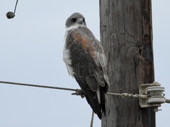 Geranoaetus albicaudatus