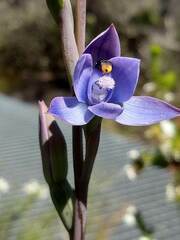 Thelymitra malvina