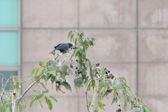 Eudynamys scolopaceus