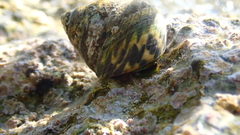 Phorcus turbinatus