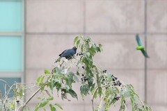 Eudynamys scolopaceus