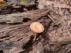 Entoloma