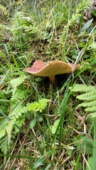 Suillus cavipes