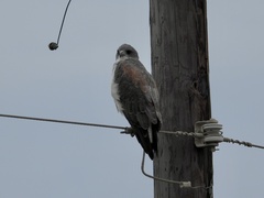 Geranoaetus albicaudatus