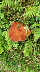 Suillus cavipes