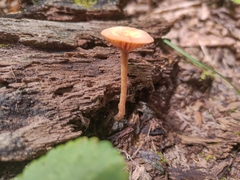 Entoloma