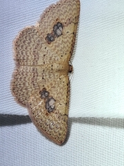 Epicyme rubropunctaria