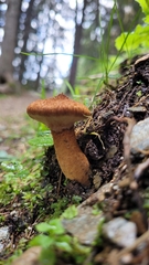 Suillus cavipes