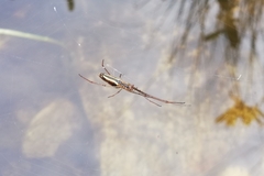 Tetragnatha extensa