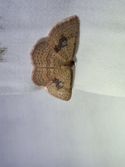 Epicyme rubropunctaria