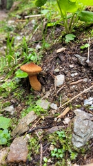 Suillus cavipes