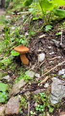 Suillus cavipes