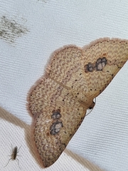 Epicyme rubropunctaria