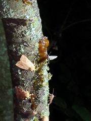 Eupithecia interruptofasciata
