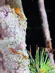 Protorthodes incincta