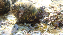 Phorcus turbinatus