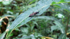 Ichneumon inquinatus