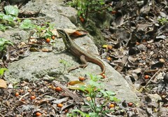 Leiocephalus cubensis