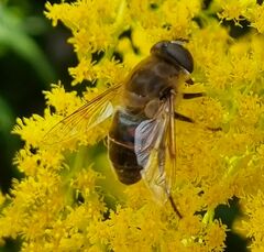 Eristalis tenax