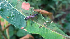 Ichneumon inquinatus