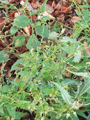 Galinsoga quadriradiata