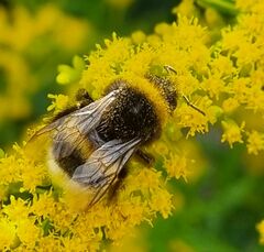 Bombus