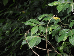 Ficus irisana