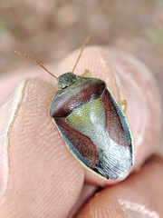 Piezodorus lituratus