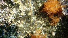 Porifera