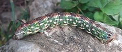 Sphinx pinastri