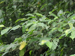 Ficus irisana
