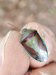 Piezodorus lituratus