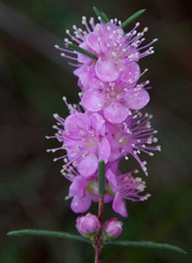 Hypocalymma robustum