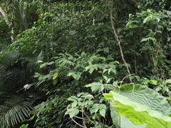 Ficus irisana