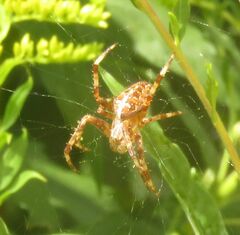 Araneus diadematus