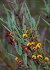 Daviesia nudiflora nudiflora
