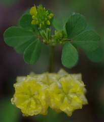 Trifolium campestre